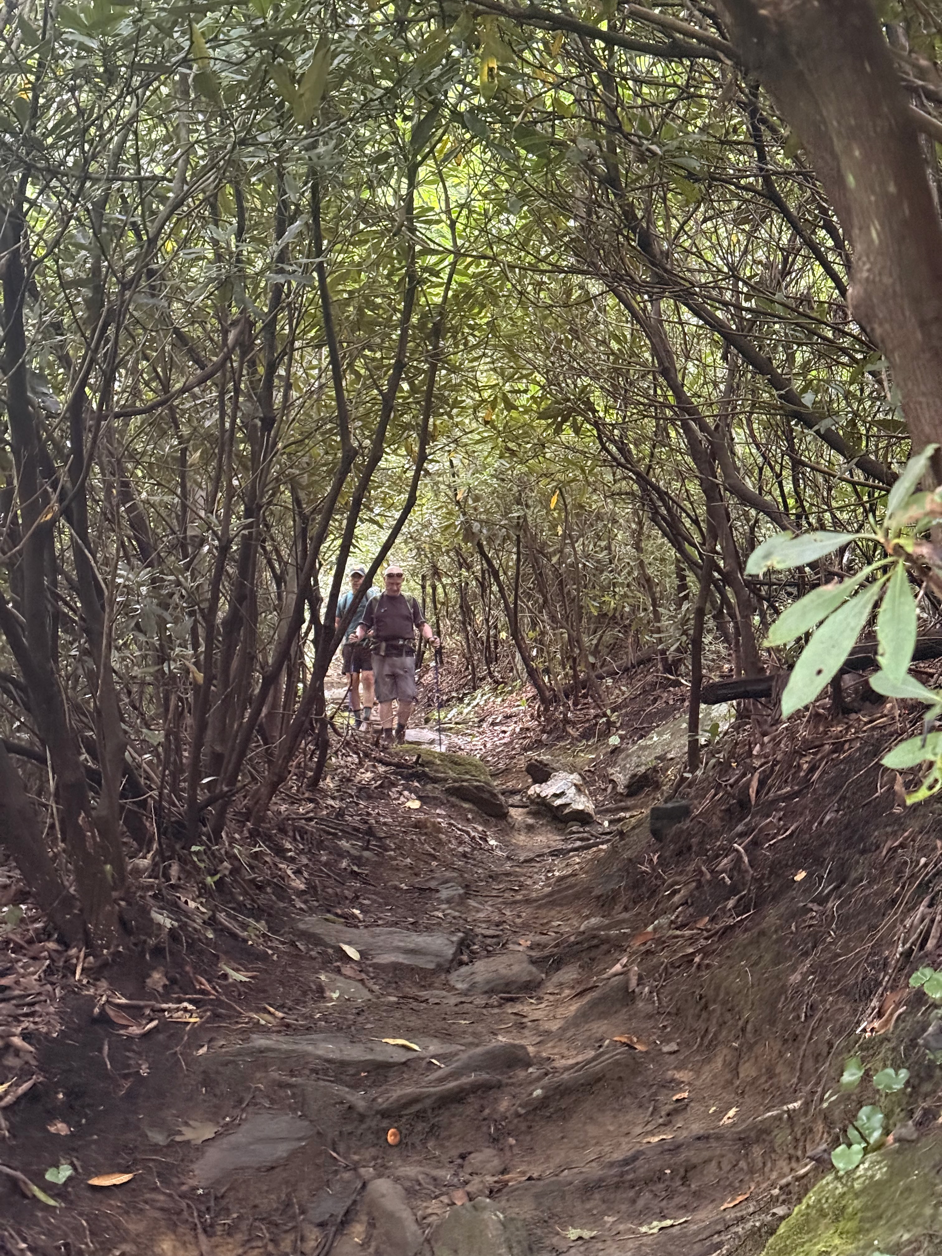 Two hikers walking on a narrow trail surrounded by dense foliage and trees.